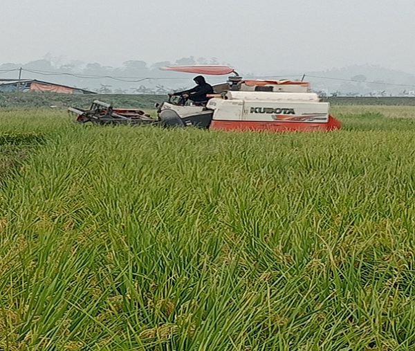 NÔNG DÂN XÃ HƯƠNG NỘN THU HOẠCH LÚA VỤ CHIÊM XUÂN, TRIỂN KHAI KẾ HOẠCH SẢN XUẤT VỤ MÙA NĂM 2024 